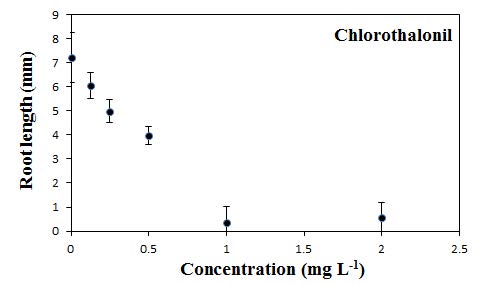 Chlorothalonil에 대한 잠아발아엽체의 뿌리길이 반응