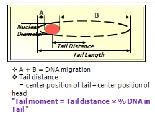 A definition of parameter of comet assay