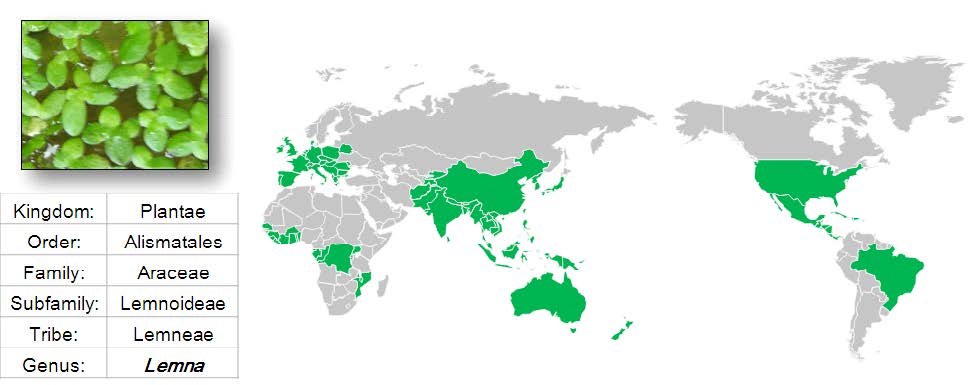 개구리밥의 계통 (좌)과 개구리밥 (Lemna) 속의 분포도 (우)