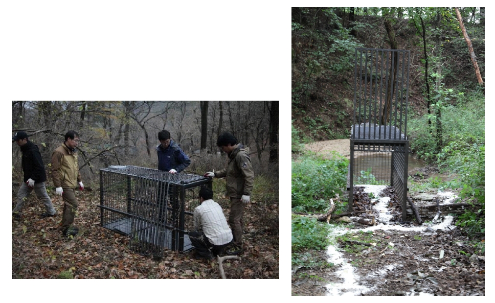 멧돼지 경로 포획틀 설치 및 유인 미끼 살포