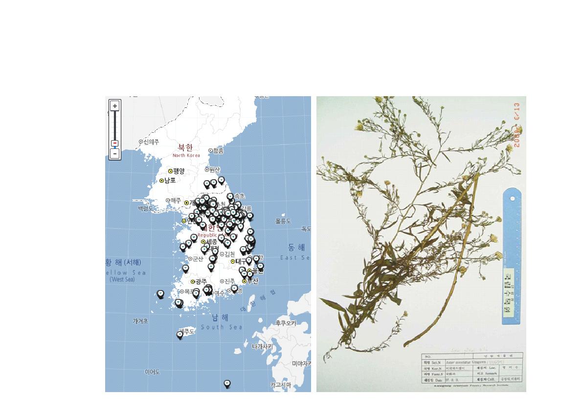 미국쑥부쟁이 분포도 및 식물표본