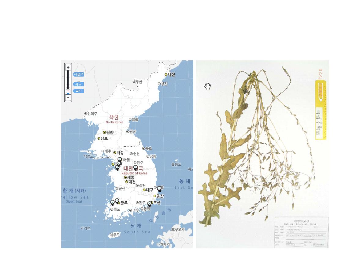 가시상추 분포도 및 식물표본