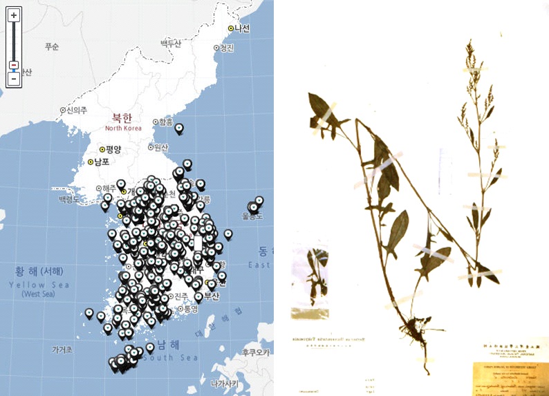 애기수영 분포도 및 식물표본