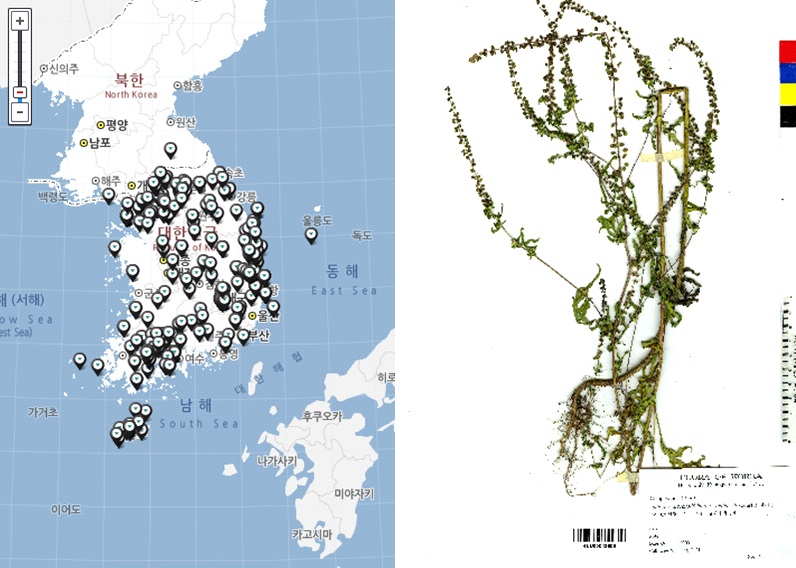 돼지풀 분포도 및 식물표본