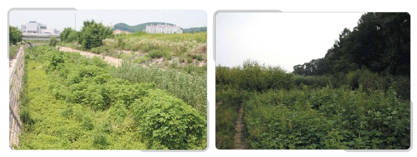 단풍잎돼지풀 확산 모습(좌: 수로 주변, 우: 농경지 주변)
