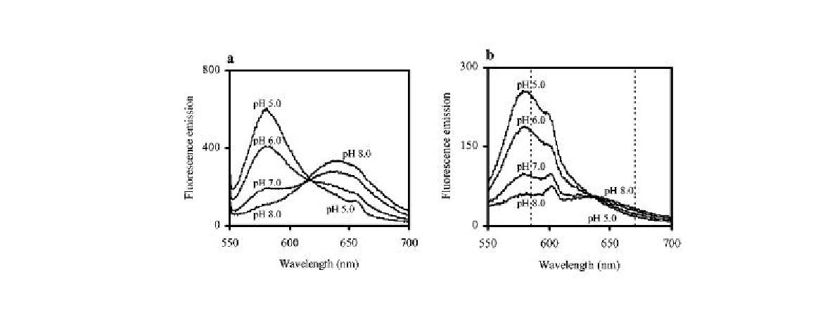 pH에 따른 cSNARF-4F AM의 fluorescence emission spectra