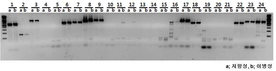 확보한 R gene 염기서열을 활용한 저항성과 이병성 개체 분석