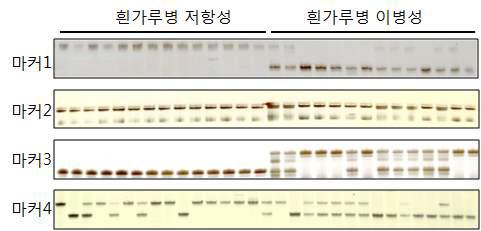 저항성 유전자 유래 마커의 genotype-phenotype 비교