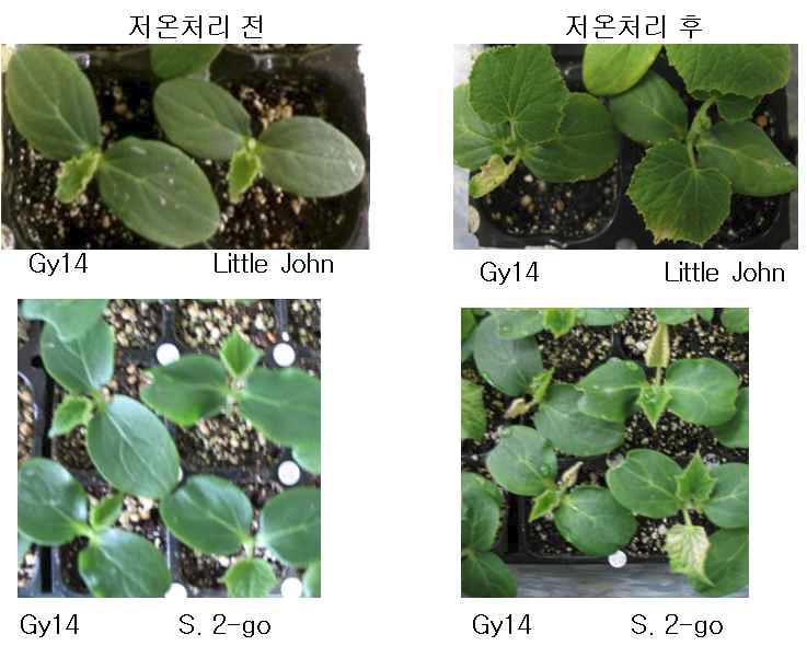 저온처리 후 오이 계통별 내냉성 피해 정도