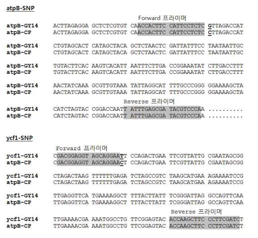 오이 품종 GY14과 Chipper(CP)의 atpB-SNP, ycf1-SNP 염기서열 비교. 회색 부분은 제작된 프라이머 염기서열 위치