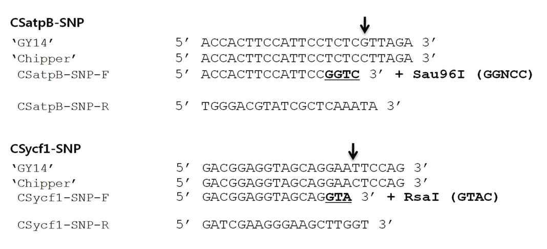 atpB-SNP 와 ycf1-SNP 프라이머와 제한효소의 조합