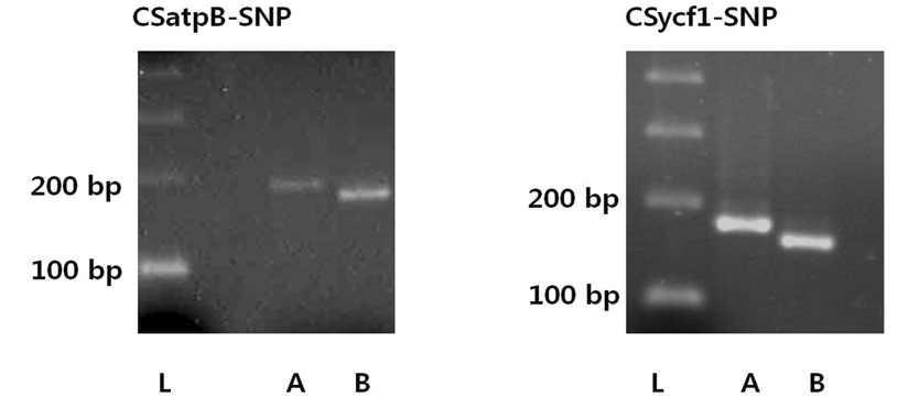 atpB-SNP와 ycf1-SNP 프라이머를 이용하여 증폭된 'GY14' 그리고 'Chipper' DNA를 제한효소 처리 후 전기영동한 결과. A: 'GY14', B: 'Chipper', L: size marker.
