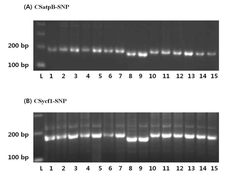 Chloroplast DNA (cpDNA) genotyping of lines of cucumber 1 to 15 (see Table 1) shows differences in length variation. Line number 8 (‘NC76’) and 9 (‘Chipper’) show cpDNA genotypes related to chilling tolerance in both CSatpB-SNP(A) and CSycf1-SNP(B). L is size ladder