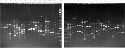 RAPD 프라이머를 이용한 CT01과 CT04 DNA를 PCR 증폭 후 전기영동 사진