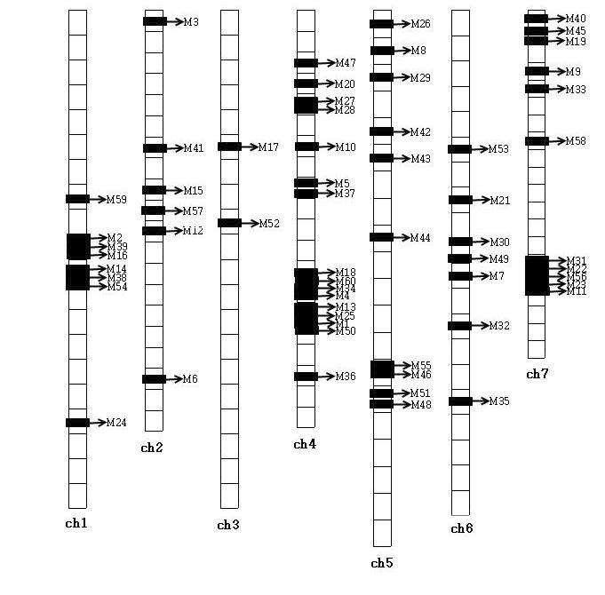 개발된 SNP marker들의 Long4 오이 염색체 위치