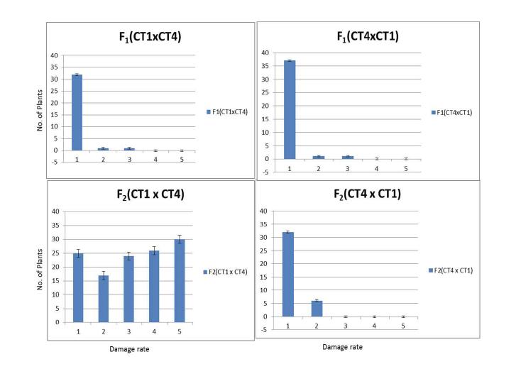 Frequency distributions of damage ratings (DR) of reciprocal F1 and F2 progenies derived from Korean market type chilling tolerant (CT1) and susceptible (CT4) exposed to chilling at 4 ℃ under controlled environmental conditions