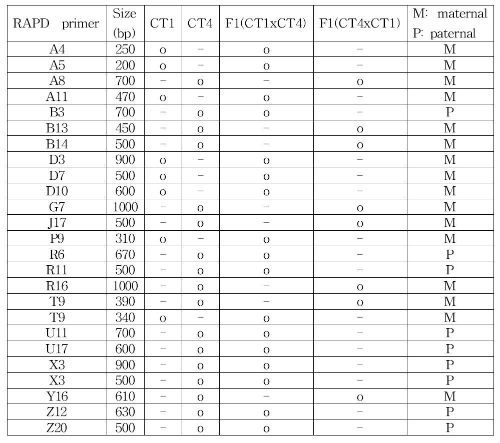 CT1과 CT4 교배를 통해 형성된 상호교배 F1집단에서 모계 또는 부계 유전을 보이는 RAPD 분자 마커.