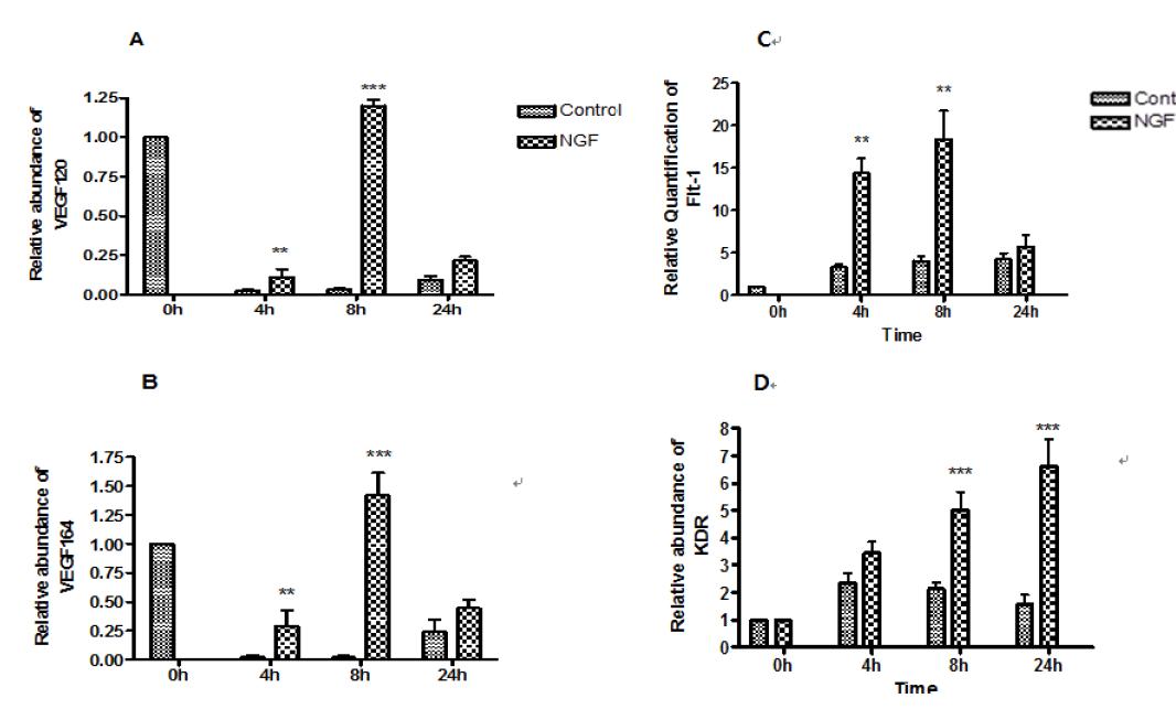 Effect of 100 ng/mL NGF on mRNA relative abundance of VEGF120 (A), VEGF164 (B), Flt-1 (C) and KDR (D) in bovine cumulus cells during in vitro maturation. Significantly different from control (P<0.01)**, (P<0.001)***