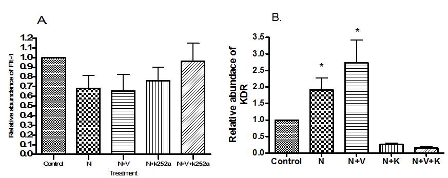 Inhibitory effect of TrkA inhibitor (k252a) on mRNA expression of Flt-1 (A) and KDR (B) in cumulus cells 24 h after the beginning of IVM. N: NGF, V: VEGF, K:K252a, TrkA inhibitor.