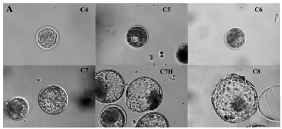 배아 발육 단계에 따른 사진. C4: compact morula, C5: early blastocyst, C6: mid blastocyst, C7: expanded blastocyst, C7H: hatching blastocyst, C8: hatched blastocyst