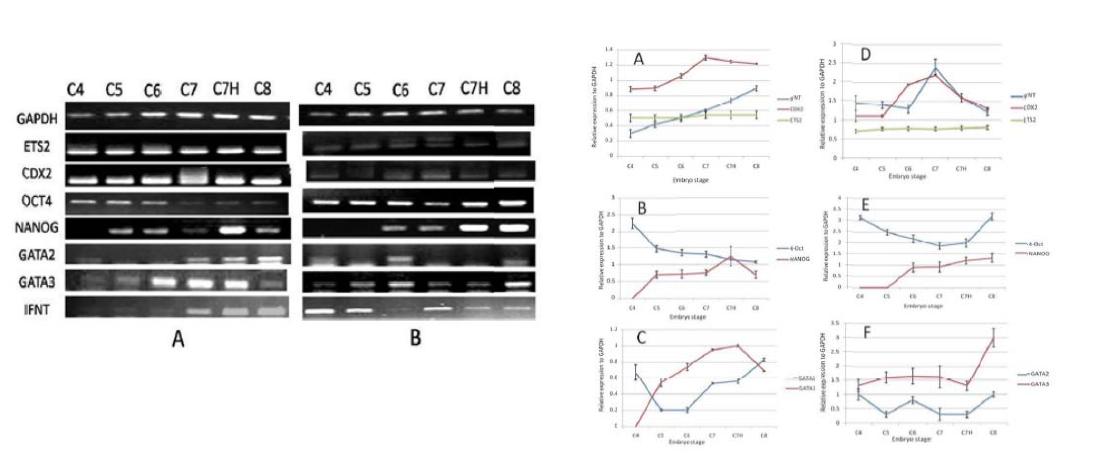 배아 발육 단계별 유전자 발현 분석. 왼쪽은 semi-quantitative PCR, 오른쪽은 real-time PCR.