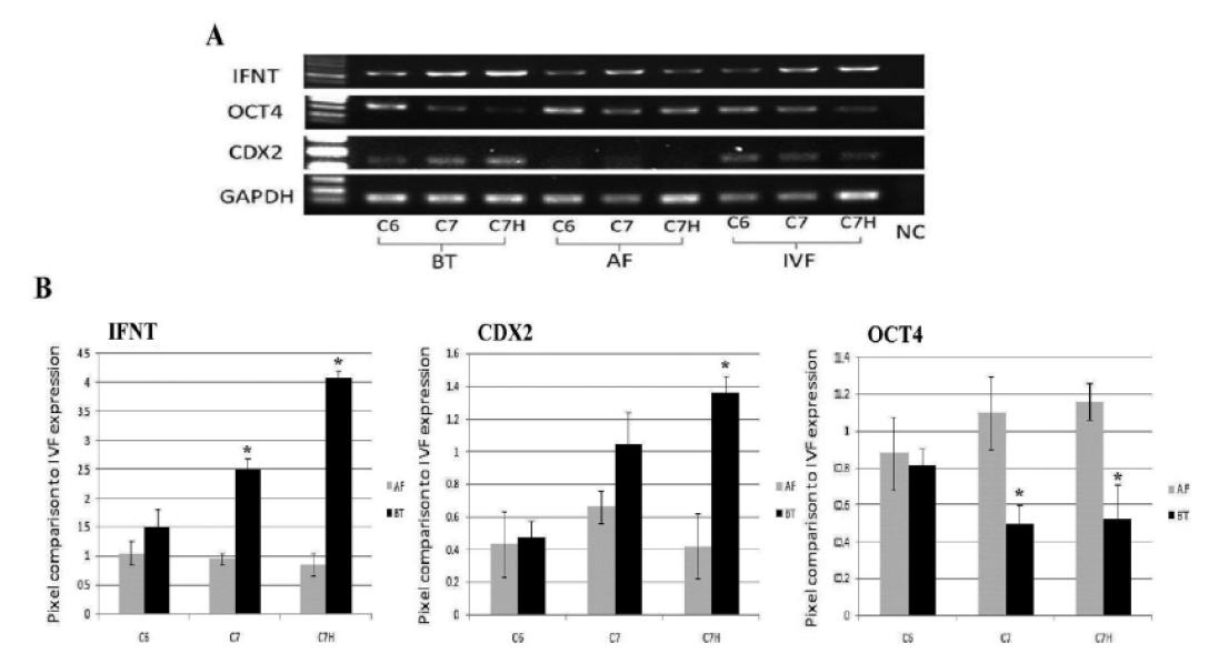 Interferon tau (IFNτ), CDX2 and OCT4 expression by (A) reverse transcriptase PCR of blastocysts derived from NT by bovine trophoblasts (BT) and adult fibroblasts (AF) or by in vitro fertilization (IVF); (B) comparison of relative quantitative PCR of IFNτ, OCT4 and CDX2 in different stages of blastocysts, mid (C6), expanded (C7) and hatching (C7H), in BT- and AF-produced blastocyst. The values (mean±SE) are presented as the relative expression to the same stage of IVF-produced blastocysts in arbitatory units. *The value is significant (P≤0.05).