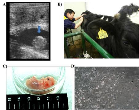 초음파를 이용한 임신 확인과 수술적 으로 태아 회수. A)초음파를 이용한 임신 확 인, B) 수술적으로 태아 회수, C) 회수된 50일 령 태아, D) 태아로부터 회수된 세포 사진