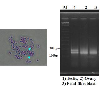 성판정을 위한 핵형 검사 및 PCR. 세포를 이용한 핵형 검사, XX, 암컷 (왼쪽그림), PCR을 이용 한 검사시 난소와 같은 증폭 (오른 쪽 그림)