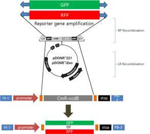 Gateway를 이용한 reporter 유전자의 발현 모식도.