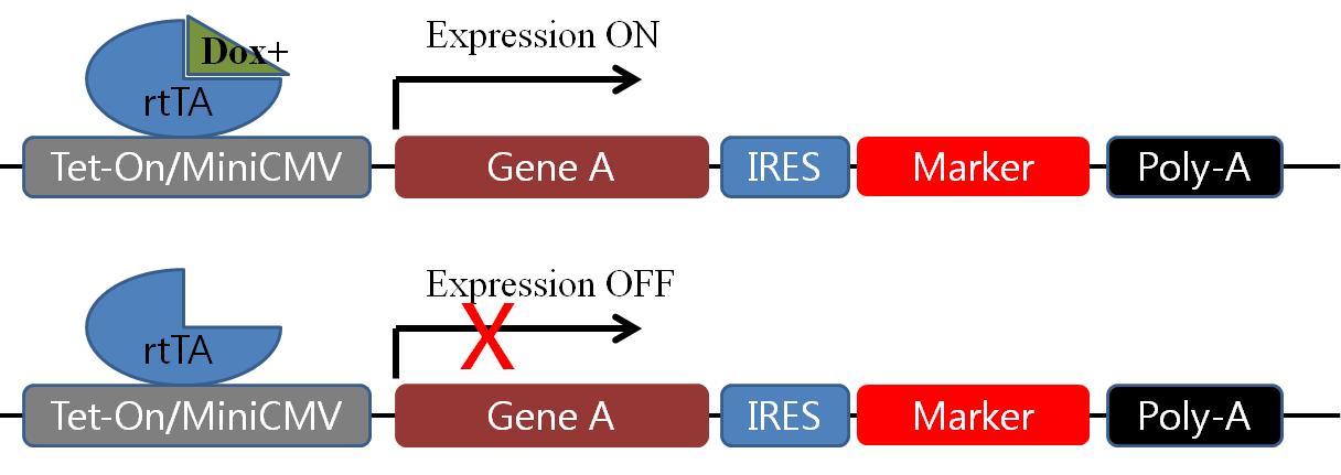 유전자 발현 on/off시스템 구축 모식도