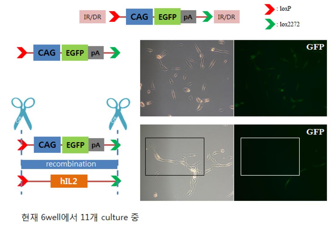 Cre/loxp를 이용한 site-specific유전자 발현. 인간 단백질 발현 site-specific하게 작동되도 록 먼저 loxp-floxed CAG-EGFP-pA를 세포에 발현시키고, 이렇게 완성된 세포에 Cre recombinase 와 hIL를 동시에 co-transfection을 실시하여 eGFP가 사라진 콜로니를 분리 하여 분석하여 hIL2가 삽입된 것을 확인하였다.