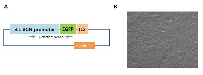 Beta-casein specific유전자 발현을 위하여 위 그림 (A)와 같이 벡터를 완성하였다. 완성된 벡터는 transfection을 한 후에 blasticidin을 이용하여 선별하였고, 확보된 세포는 동결하여 복제 배아 생산을 위해 보 관중이다. 나아가 세포의 유전자 integration을 검사하기 위하여 PCR을 수행중이다.