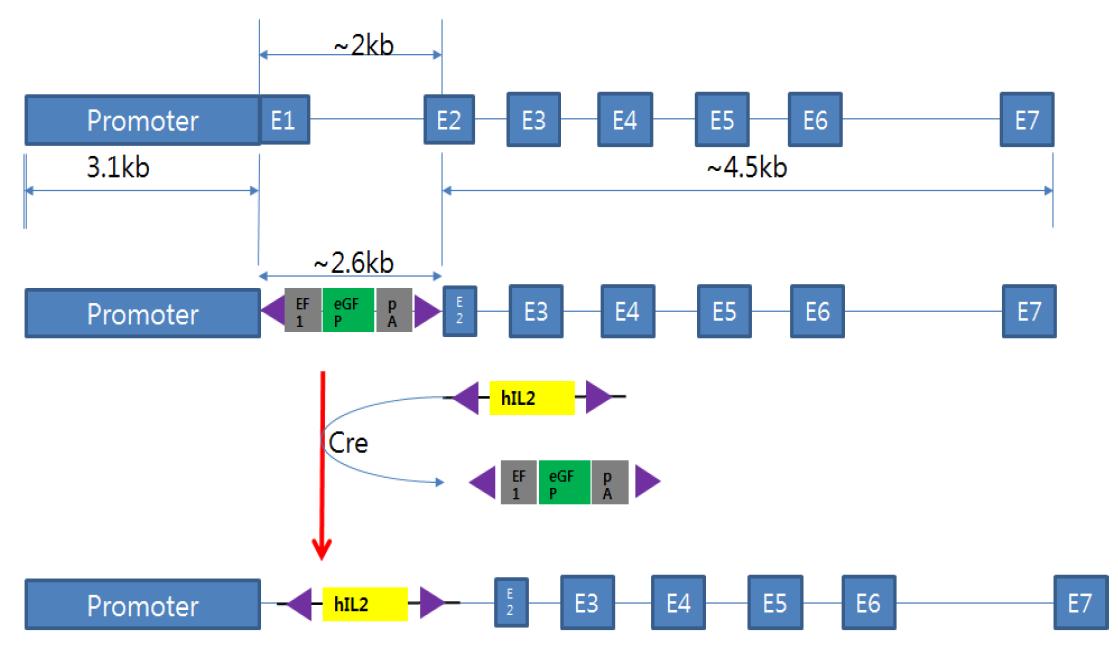 beta-casein promoter부분 Knock-In벡터 모식도. bovine beta-casein promoter 유전자 정보 (맨위), Homologous recombination (HR) and Knock-In 벡터 모식도 (중간), Cre-recombinase 후 완성된 human IL2 expression 모식도 (맨 아래)