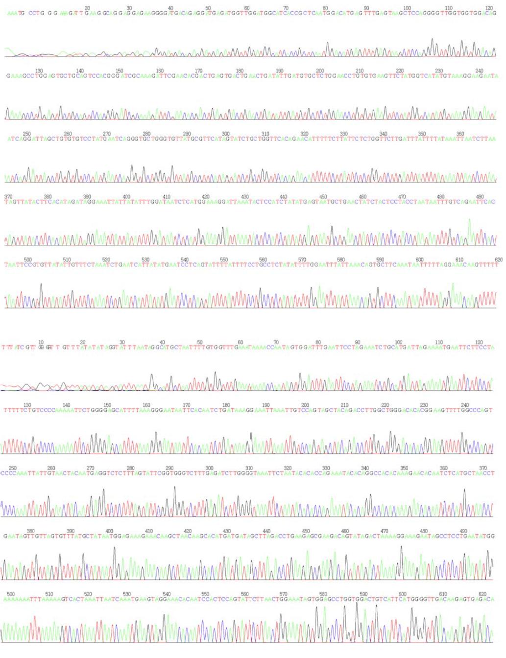 beta-casein 3.1 promoter region sequencing