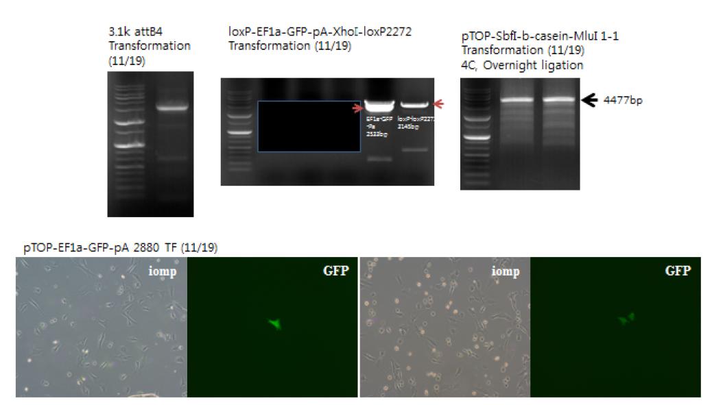 HR 과 Knock-In vector 제작을 위한 PCR결과 및 초기 transfection사진. 위 패널의 왼쪽은 beta casein 3.1 promoter부분이 PCR로 클로닝, 중간 사진은 floxed-EF1-eGFP-stop-floxed 클로닝, 오른쪽은 약 4.5kb의 beta-casein부분이 클로닝된 사진. 아래 패널은 소 세포에 transfection을 실시 후에 발현하는 GFP초기 사진