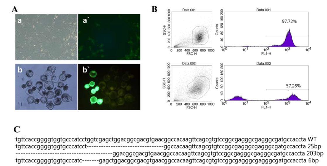 유전자 가위를 적용하여 GFP 발현이 사라지는 육안 모습 (A) 과 그 세포를 FACS 를 이용하 여 유전자 제거된 비율을 조사한 결과 사진 (B). 유전자 변이가 어떻게 되었는지 시퀀싱을 통해 확인한 모습