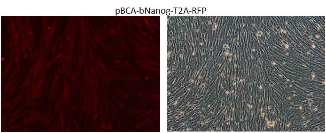 CAG promoter에 의하여 Nanog-2A-RFP발현 벡터를 소 태아 섬유아세포에 transfection을 실시 한 후에 RFP가 발현하는 사진. 왼쪽 형광사진, 오른쪽 brightness사진