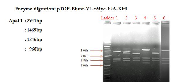 bcMyc-2A-Klf4를 PCR로 연결하여 blunt cloning을 완성한 후 엔자임으로 확인한 결과 사진