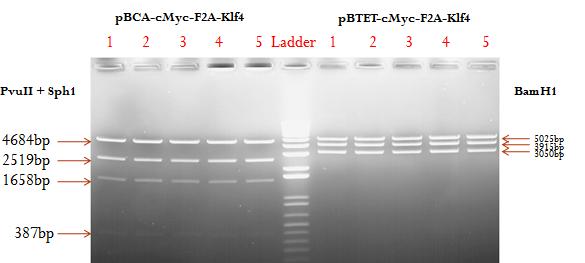 Blunt-cloned-cMyc-2A-Klf4를 기초로 하여 완성된 transposon expression vector를 엔자임으로 확인한 결과 사진