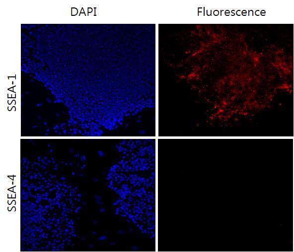 배양중인 Colony에 대한 세포 표 면 인자 SSEA-1, -4에 대한 면역 염색 결과. SSEA-1에 대해서는 positivie, SSEA-4에 대 해서는 Negative반응 결 과가 나왔다.