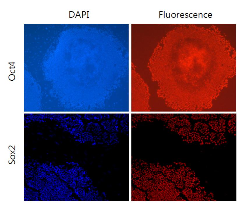 Oc4, Sox2에 대한 면역 염색 결과.