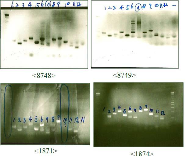 두 마리 개체에 대한 친자 감별 마커의 확인 PCR