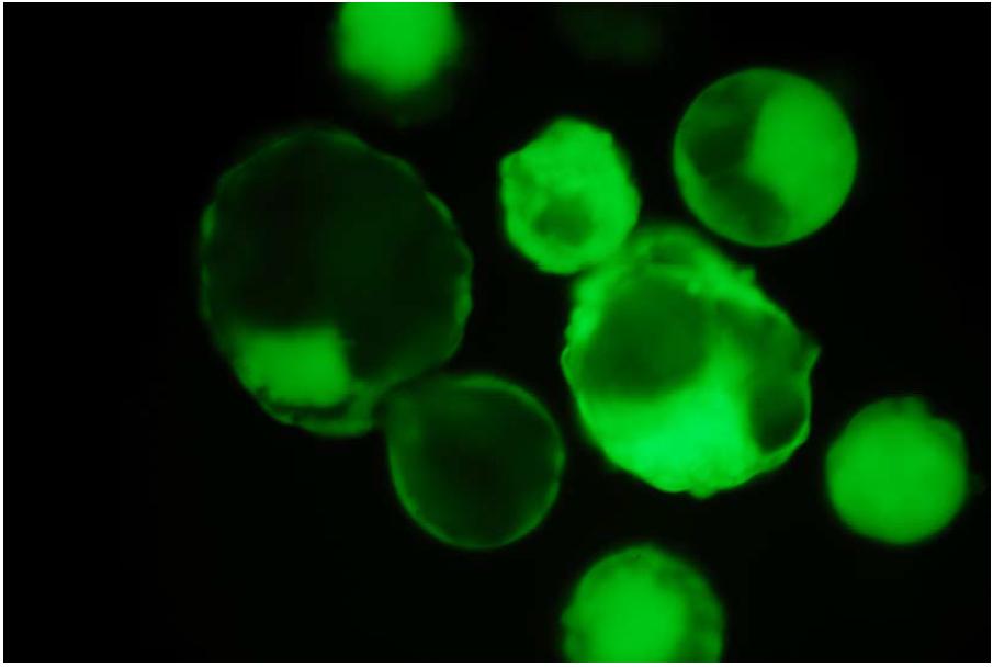 Tranposon-GFP 세포를 이용하여 생산된 형질 전환 GFP Blastocysts