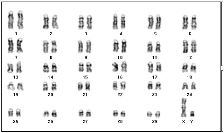 형질 전환 소 개발에 사용된 형질 전환 세포의 염색체 평가. 2n=60 (XY)