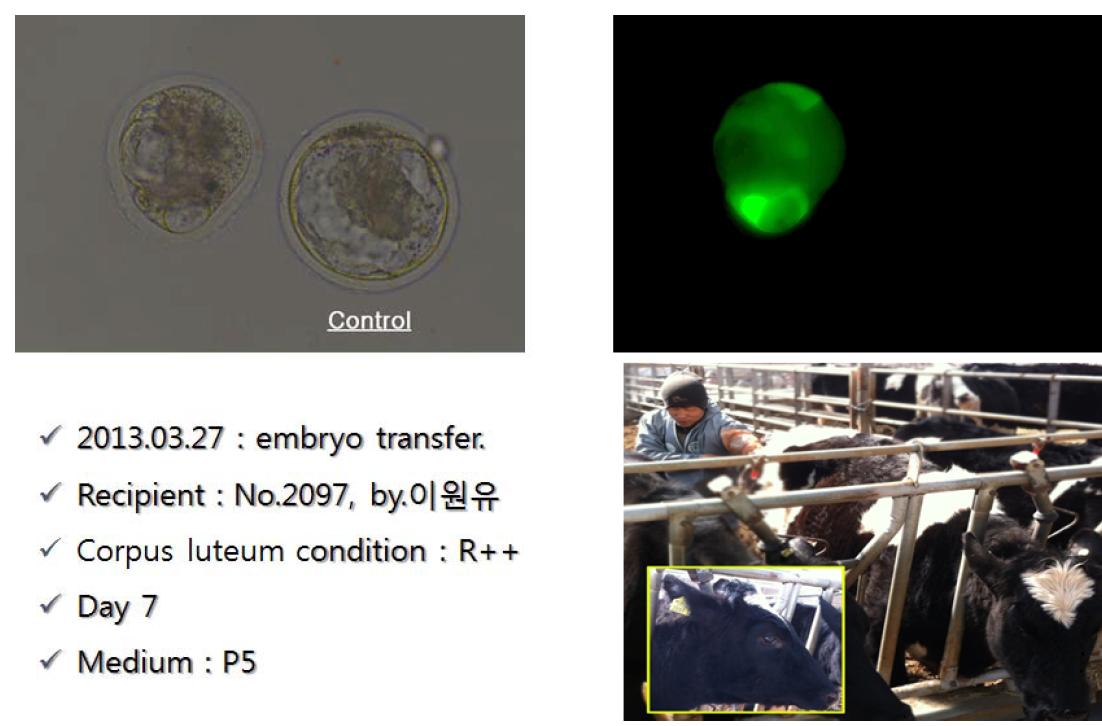Transposon DNA를 미세주입 후 발달한 배반포 사진과 이식 모습