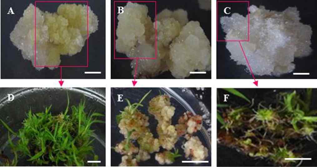 Comparison of plant regeneration from different callus types. (A-C) 유도된 embryogenic callus의 세 type들. Bar, 1 mm. (D-F) 세 가지 embryogenic callus type들의 multiple shoot 유도 비교. Bar, 1 cm. (A, D) Yellowish compact type. (B, E) Whitish friable type. (C, F) Whitish compact type