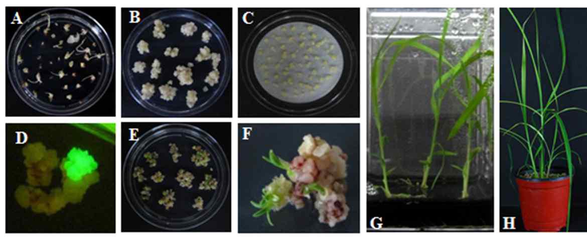 Production of transgenic M. sinensis plants by Agrobacterium-mediated transformation.