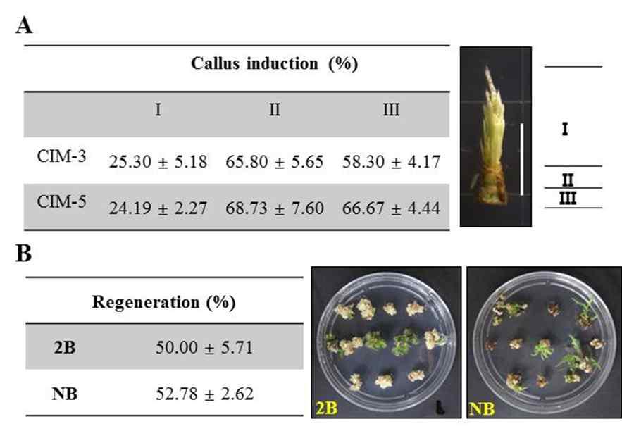 Callus induction from immature inflorescences of M. x giganteus and its regeneration.