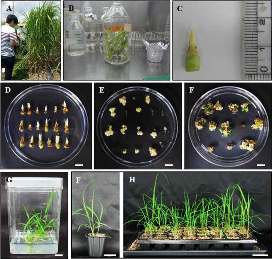 Plant regeneration procedures of M. x giganteus using indeced calli from immature inflorescences