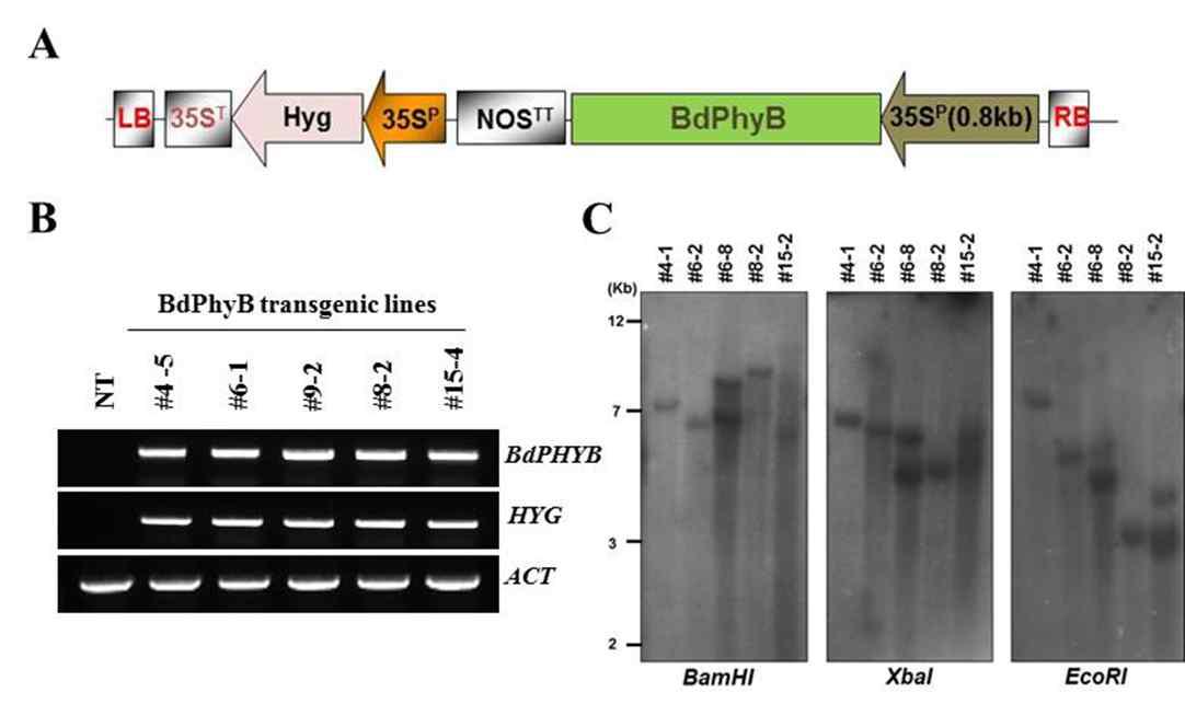 BdPhyB 유전자가 도입된 억새 형질전환체 확보 및 분자생물학적 분석결과
